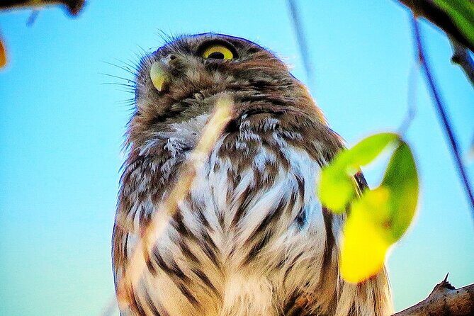 Colima Volcano Birdwatching Tour - The Experience in Detail
