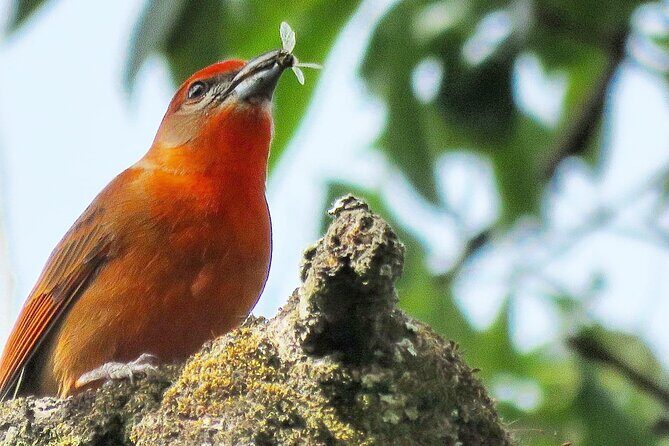 Colima Volcano Birdwatching Tour - FAQs