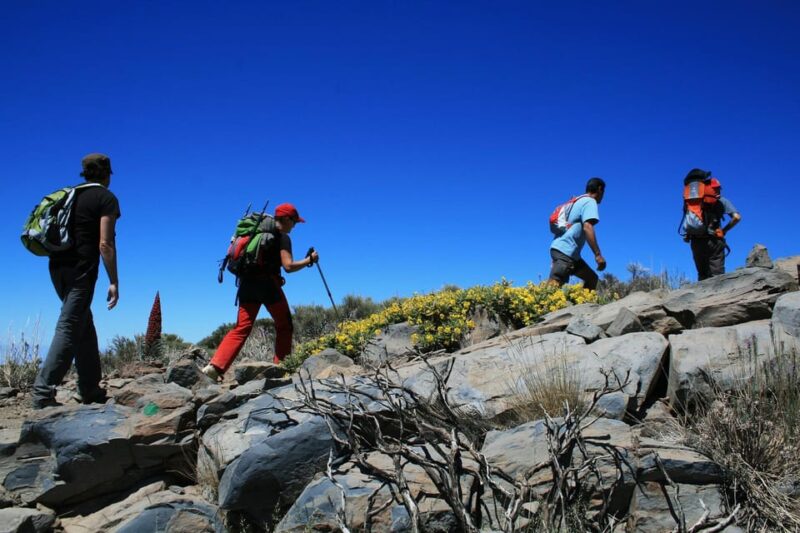 Collective Adventure: Travel & Volunteer in Tenerife - Key Points