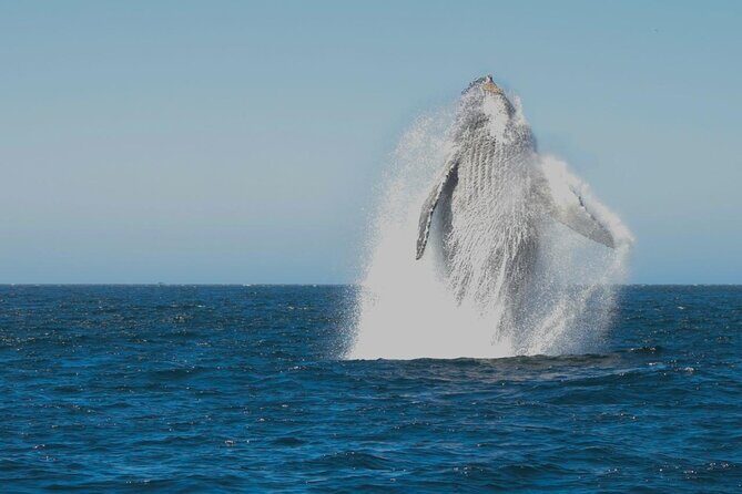 Collective Tour of the Arc de Los Cabos and Whale Watching - Key Points