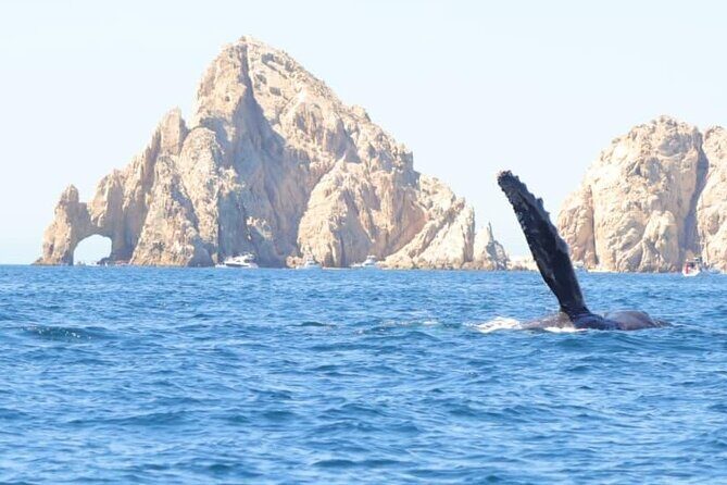 Collective Tour of the Arc de Los Cabos and Whale Watching - What to Expect During Your Boat Ride
