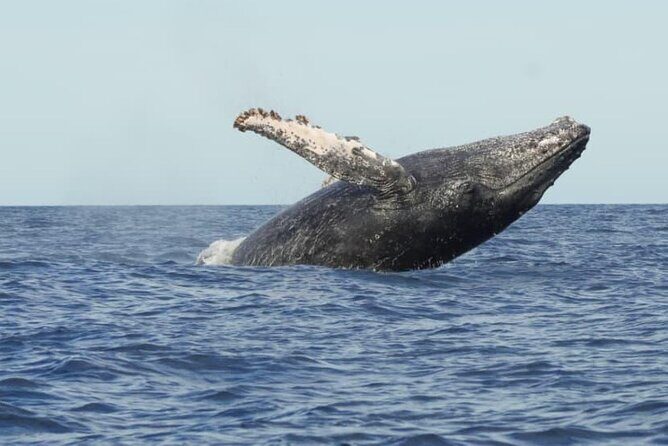 Collective Tour of the Arc de Los Cabos and Whale Watching - Who Will Love This Tour?