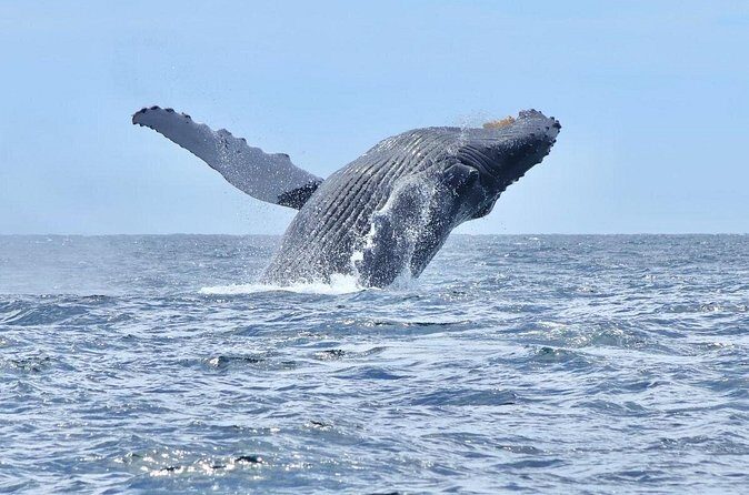 Collective Tour of the Arc de Los Cabos and Whale Watching - The Sum Up