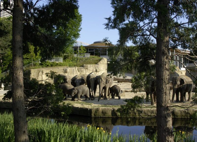 Cologne: Cologne Zoo and Aquarium Entry Ticket - Zoo Attractions Overview