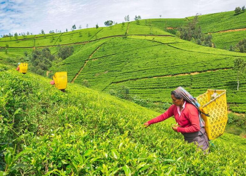 Colombo: 12 Days in off the beaten path All-inclusive Tour - The Sum Up