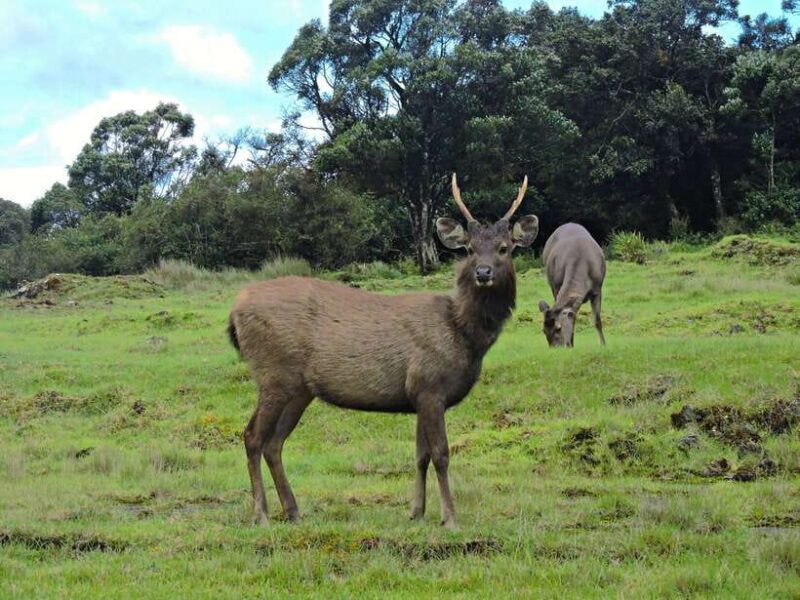 Colombo: 5-Day Hill Country Trekking Itinerary to Ella - Key Points  