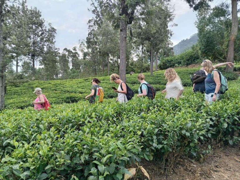 Colombo: 5-Day Hill Country Trekking Itinerary to Ella - Practical Details and What You Need to Know