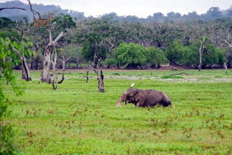 Colombo 6-Day Private Trip Culture, Nature, Wildlife, Beach - Final Thoughts: Who Will Benefit Most?