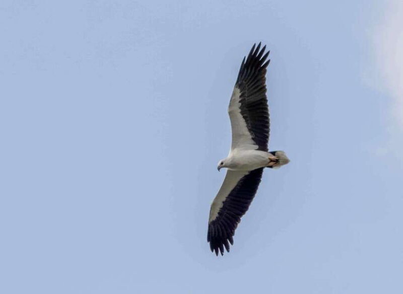 Colombo: Bird watching around Colombo-Guided Tour - 06 hours - Key Points