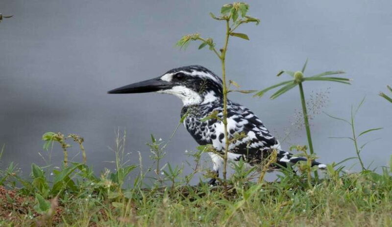 Colombo: Bird watching around Colombo-Guided Tour - 06 hours - The Experience in Detail