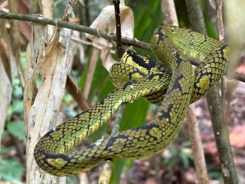 Colombo/Cmb/ Sinharaja Rainforest Day Trip with Lunch - Key Points