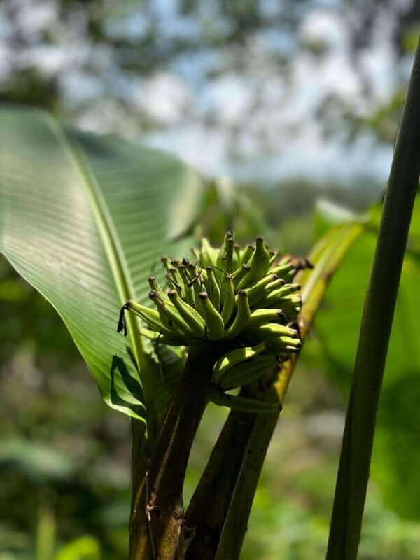Colombo/Cmb/ Sinharaja Rainforest Day Trip with Lunch - Practical Details and Why They Matter