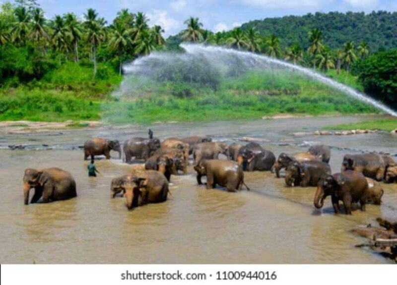 Colombo: Kandy and Pinnawala full day trip - The Experience from the Traveler’s Perspective