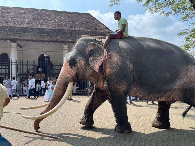 Colombo: Kandy Day Trip with Pinnawala Elephant Orphanage - What to Expect from the Tour