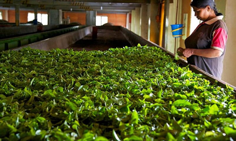 Colombo: Kandy Full Day Tour With Tea Factory Cultural Show - Itinerary Highlights