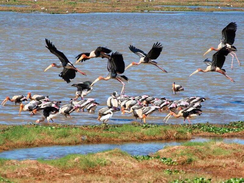 Colombo/Negombo: Muthurajawela & Dutch Canal Boat Adventure - Practical Details and What to Expect