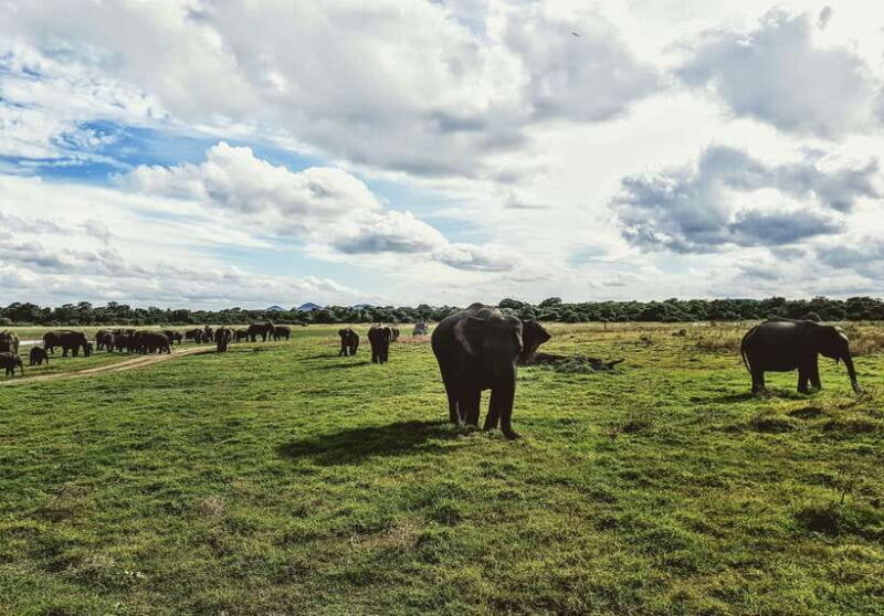 Colombo/Negombo: Sigiriya, Dambulla, and Minneriya Safari - Value for Money