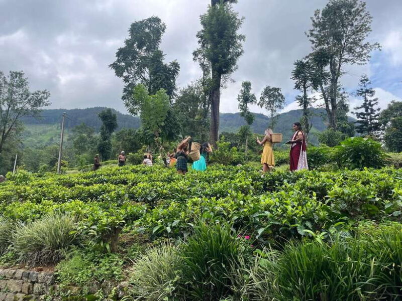 Colombo: Nuwara Eliya: Tea Gardens,Colonial Charm & High Tea - The Practical Side: Transport, Timing, and Group Size