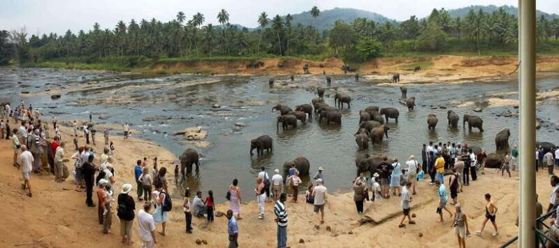 Colombo to Kandy, Pinnawela and Tea Factory Day Tour - FAQs