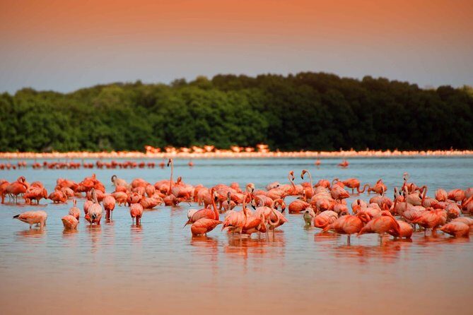 Colonial City of Valladolid, Pink Waters of Las Coloradas and Pink Flamingos - A Closer Look at the Itinerary