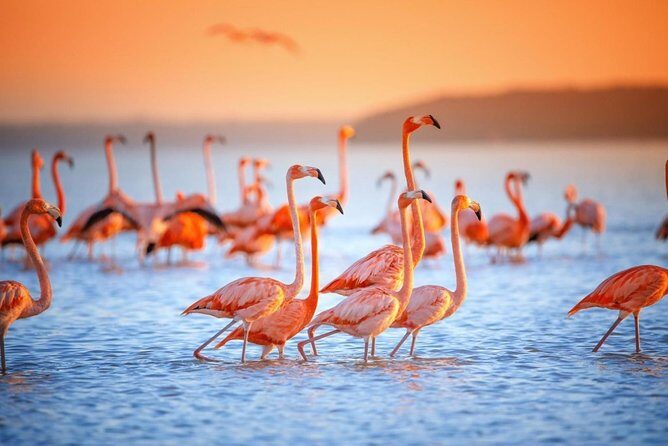 Colonial City of Valladolid, Pink Waters of Las Coloradas and Pink Flamingos - Frequently Asked Questions