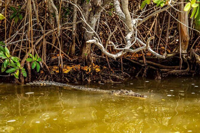 Coloradas Adventure and Cancunito Beach Tour from Merida - The Sum Up