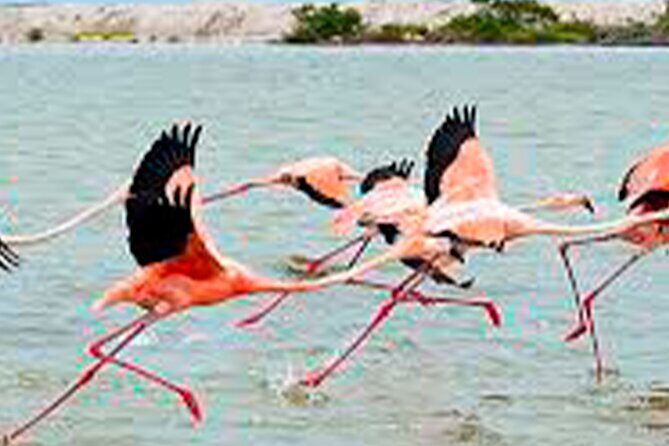 Coloradas, Ria Lagartos Boat Trip & One Natural Beach from Merida - FAQs