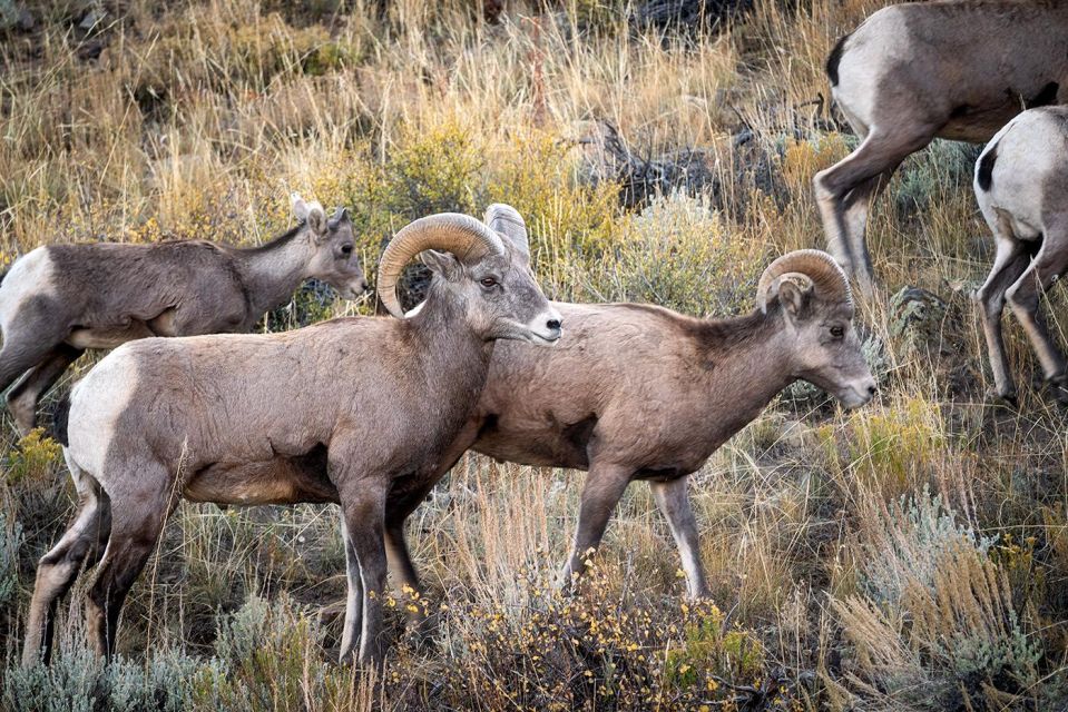 Colorado Fall Color Photography Workshop - Inclusions