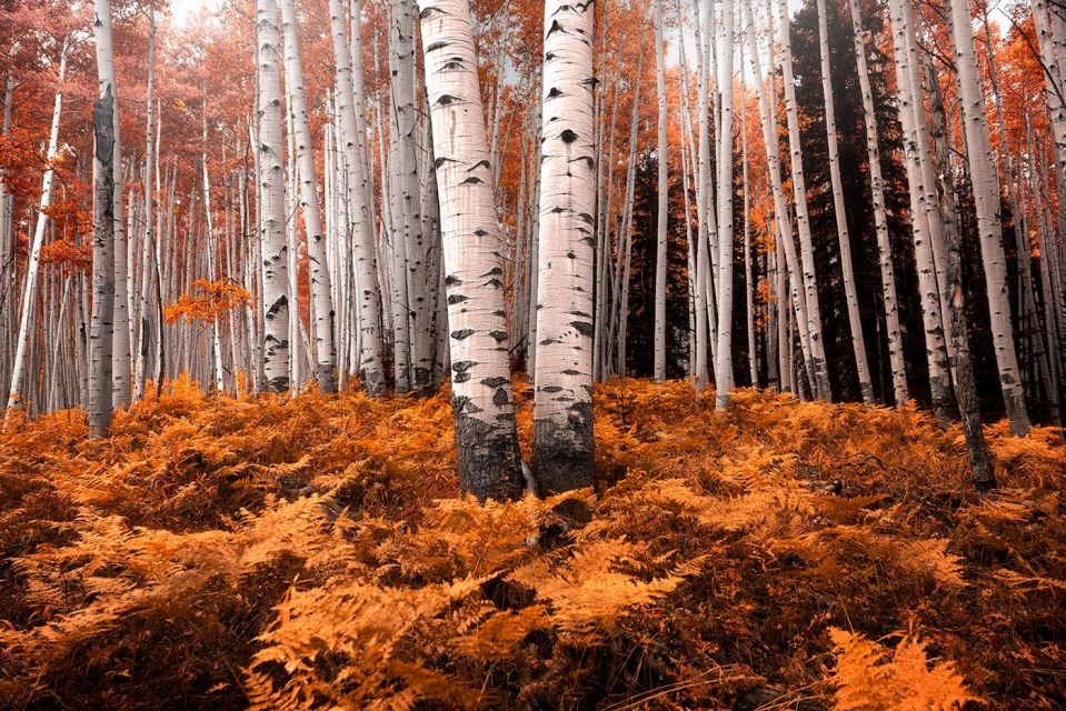 Colorado Fall Color Photography Workshop - Activity Requirements