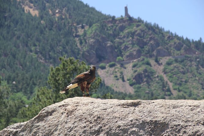 Colorado Springs Hands-On Falconry Class and Demonstration - Class Scheduling and Availability
