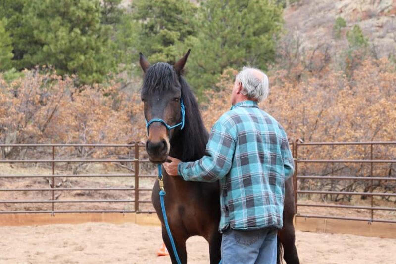 Colorado Springs: Mindfulness with Rescue Mustangs - An In-Depth Look at the Experience