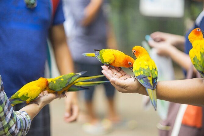 Colorful Species Of Birds - Colorful Species Of Birds: A Close-Up Look at St. Maarten’s Feathered Friends