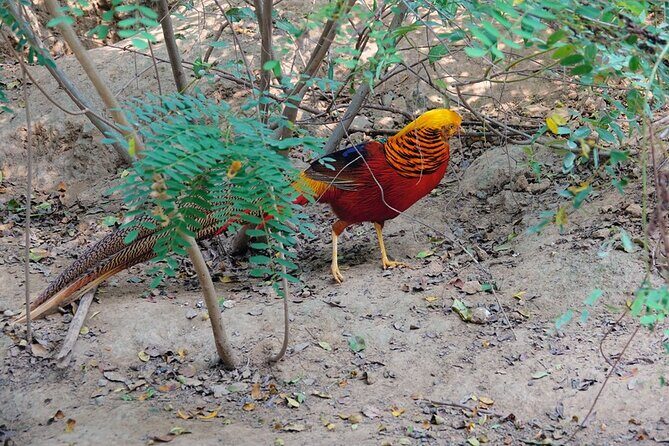 Colorful Species Of Birds - The Value of the Experience