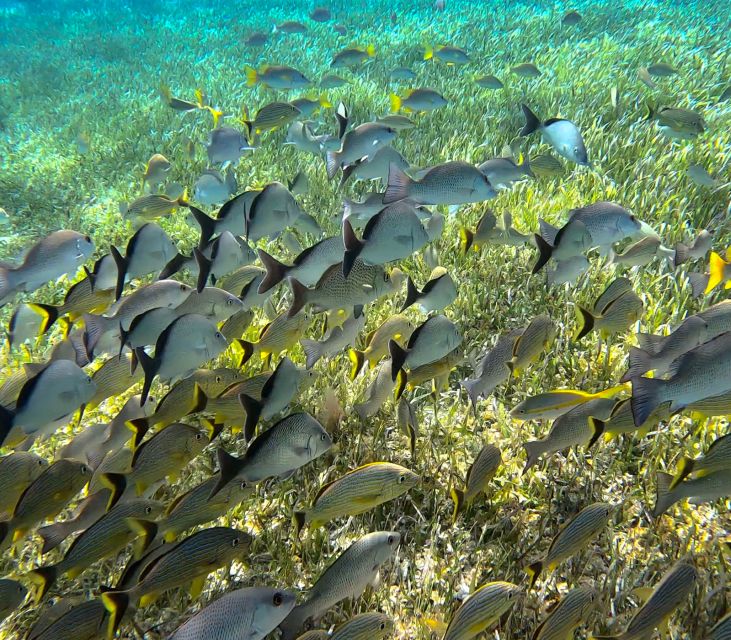 Columbia , Palancar & Cielo Snorkel Tour - Important Medical Considerations