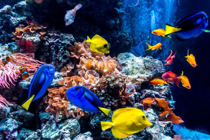 Combi Ticket: LEGOLAND Discovery Centre and SEA LIFE Berlin - Exploring AquaDom & SEA LIFE Berlin