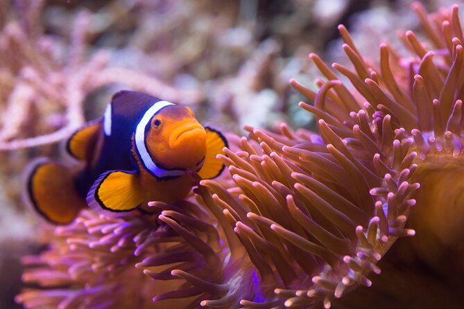 Combi Ticket: LEGOLAND Discovery Centre and SEA LIFE Berlin - Ticketing Information and Pricing