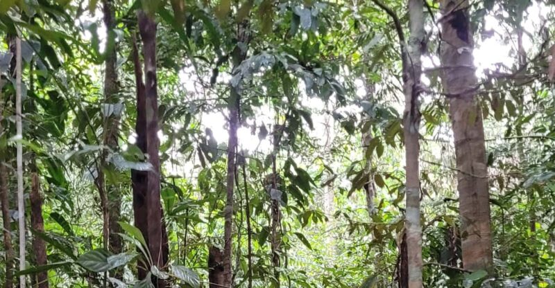 Combo Calderon Amazonas - Detailed Itinerary