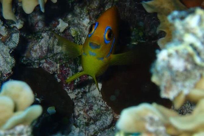 Combo Diving and Snorkeling Half-Day Tour - Price and Value