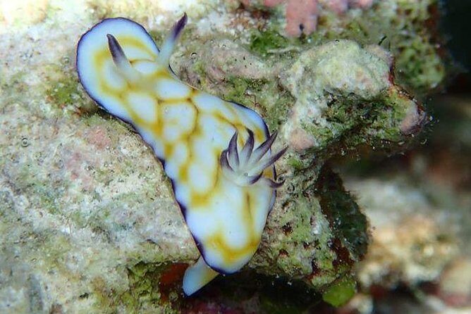 Combo Diving and Snorkeling Half-Day Tour - FAQ