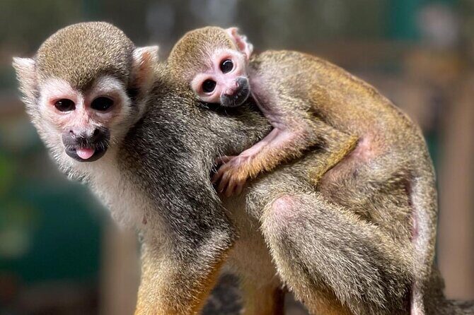 Combo: Monkeys and city tours from amber cove and Taino bay - Final Thoughts