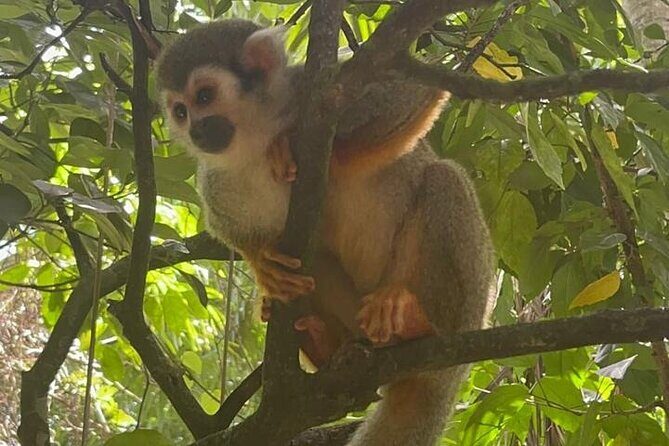 Combo : of Monkeys and Historical City Tour - Price and Value