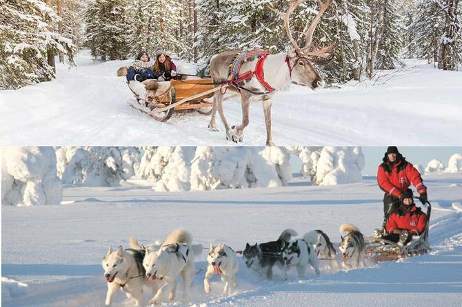 COMBO Private tour HUSKY and REINDEER Park by VIP car with guide - Key Points