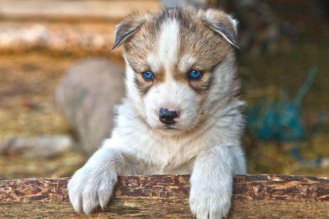 COMBO Private tour HUSKY and REINDEER Park by VIP car with guide - The Experience Provider: The Guide Father