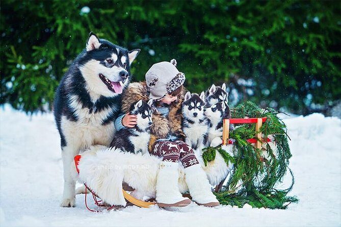 COMBO Private tour HUSKY and REINDEER Park by VIP car with guide - The Sum Up