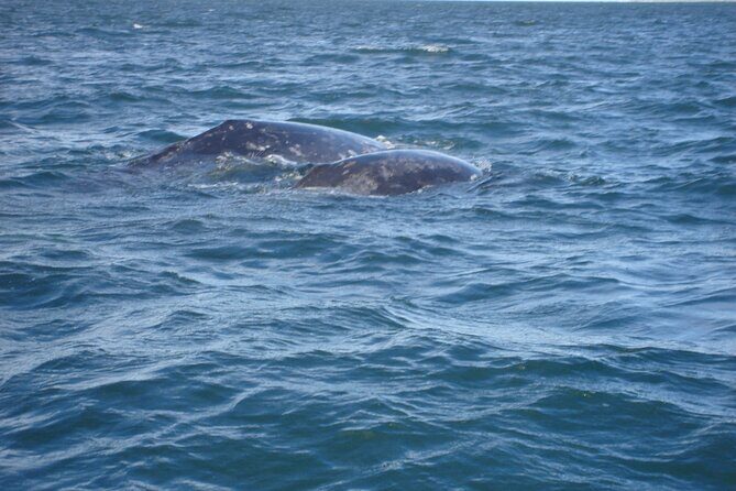 Combo Tour: Whale Watching, Shopping and Beach Time - Practical Tips for Travelers