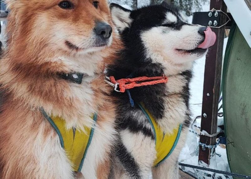 Combo TourHusky and Reindeer Sledding Ride in Levi - Key Points