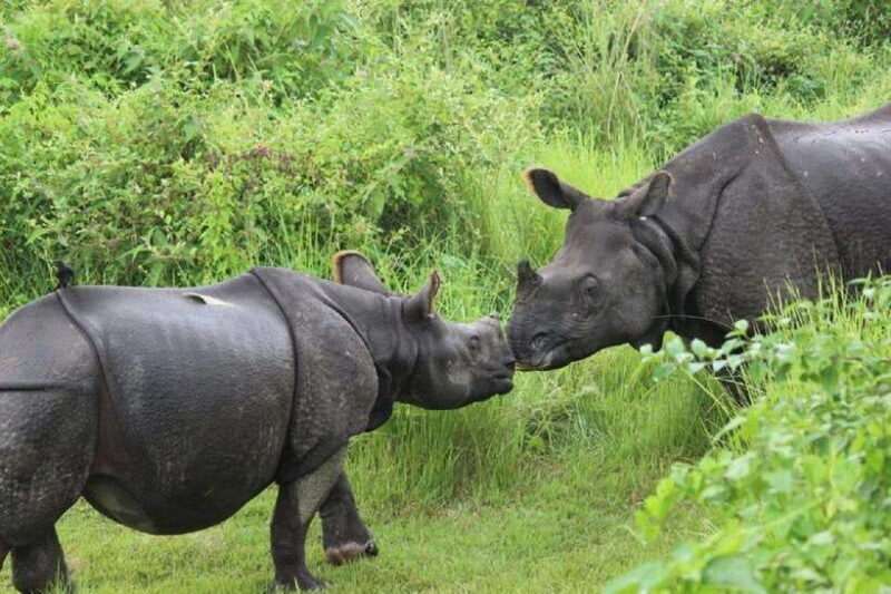 Comfortable Private Transfer from Pokhara to Chitwan - Key Points