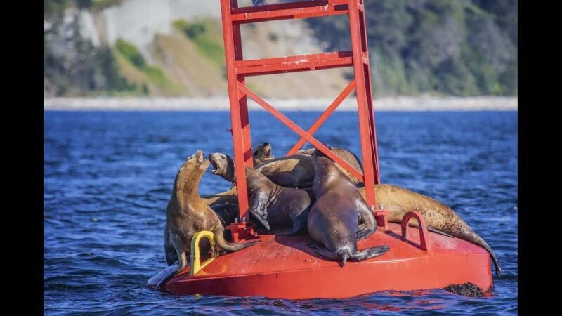 Comox: 4 Hour Whale and Wildlife Watching Tour - Setting the Scene: What the Tour Offers