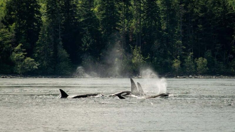 Comox: 4 Hour Whale and Wildlife Watching Tour - Final Thoughts