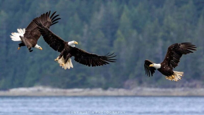 Comox: 4 Hour Whale and Wildlife Watching Tour - FAQs